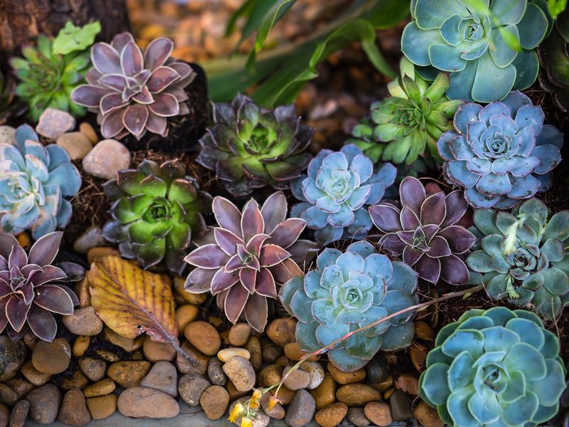 Irrigation & Watering